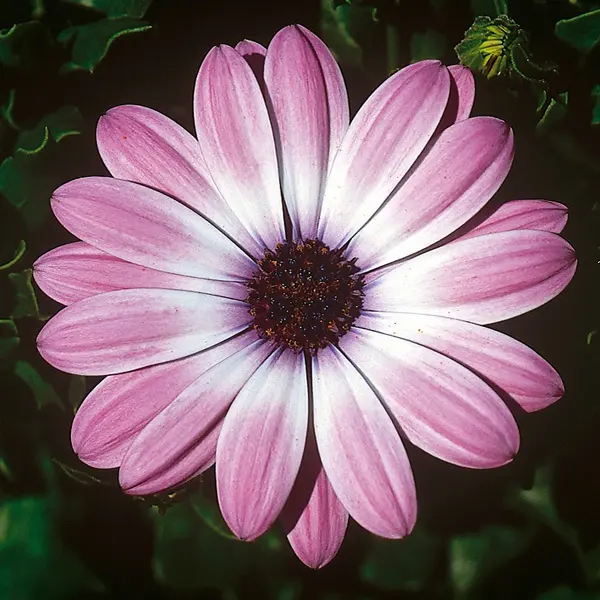 Osteospermum Power Packed Light Pink