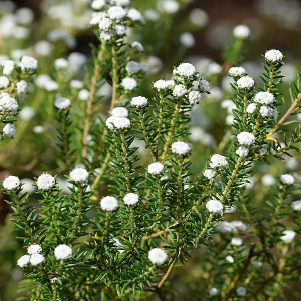 Phylica Medusa Phylica Medusa