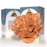 Pink Oyster Mushroom Kit Kitmuspoy - Garden Express Australia