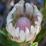 Protea Donna Protea Donna