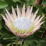 Protea King Pink 75mm Protea King Pink 75mm
