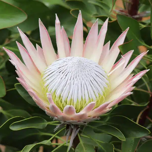 Protea King Pink 75mm Protea King Pink 75mm