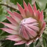Protea King Pink - Garden Express Australia
