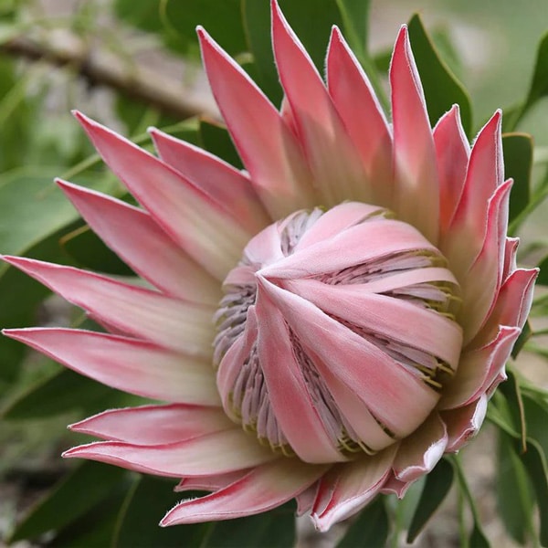 Protea King Pink 75mm