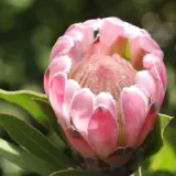 Protea Pink Pearl Protea Pink Pearl