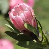 Protea Pink Pearl P10proppe - Garden Express Australia