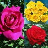 Rose Brindabella Bold Collection Colrosbrb - Garden Express Australia