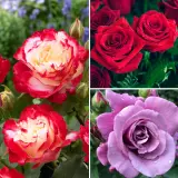 Rose Olde Favourite Collection Colrosofa - Garden Express Australia