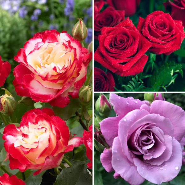 Rose Olde Favourite Collection 3 Roses