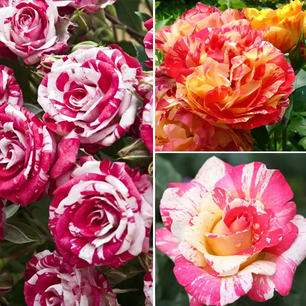 Rose Striped Collection 3 Roses