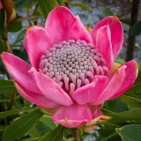 Telopea Enchanted Pink P10telepi - Garden Express Australia