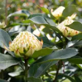 Telopea Georgie Girl Telopea Georgie Girl