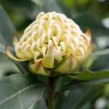 Telopea Georgie Girl P10telgg - Garden Express Australia