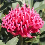 Telopea Sugar Plum P10telspl - Garden Express Australia