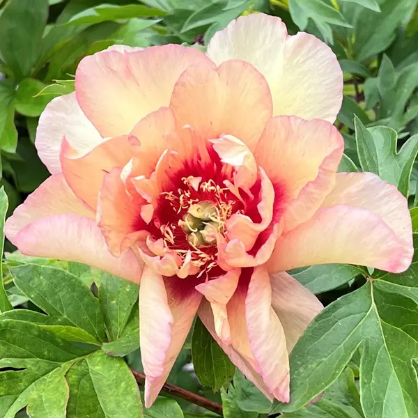 Tree Peony Mikasayama