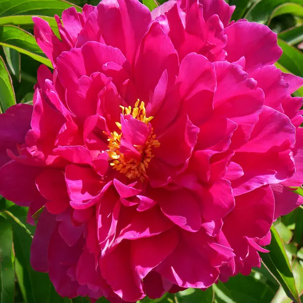 Tree Peony Kaoh