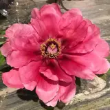 Tree Peony Mikasayama Pktpamik - Garden Express Australia