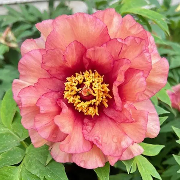 Tree Peony Ruffled Sunset