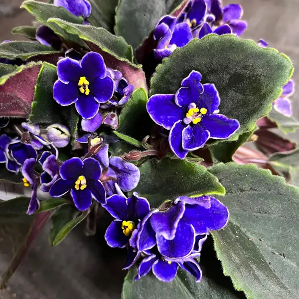 African Violet Blue With Edge