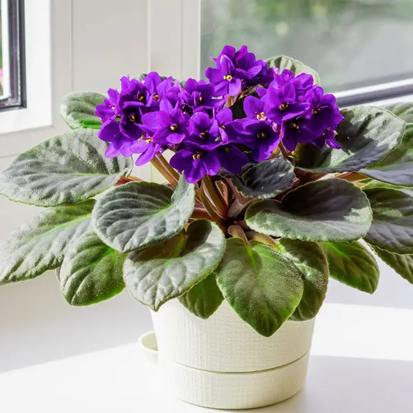 African Violet Maxi Alice Purple