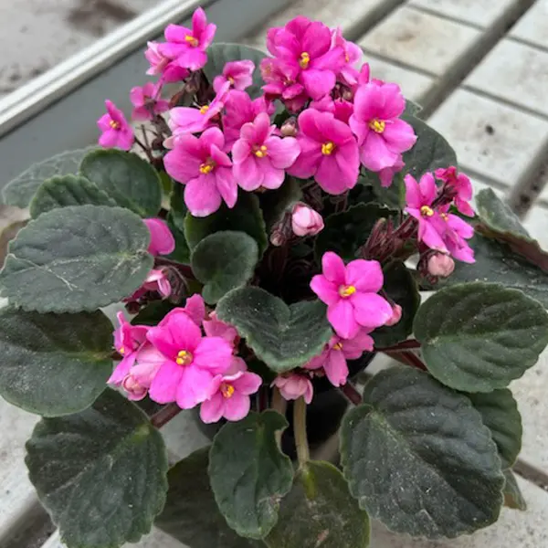 African Violet Maxi Lena