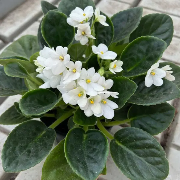 African Violet Maxi Marilyn