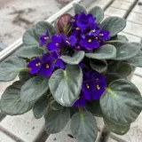 African Violet Maxi Rana P10avimra - Garden Express Australia