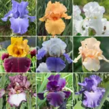 Bearded Iris Ultimate Collection 2025 Colbiruco - Garden Express Australia