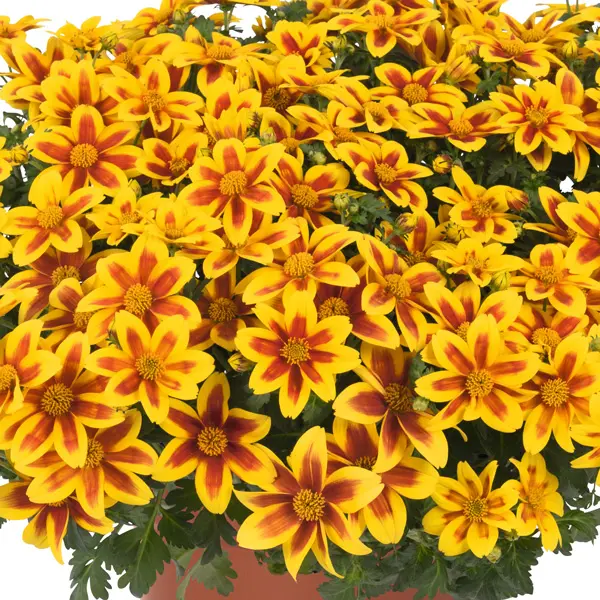 Bidens Bidy Boom Red Eye