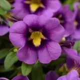 Calibrachoa Starjump Blue Calibrachoa Starjump Blue