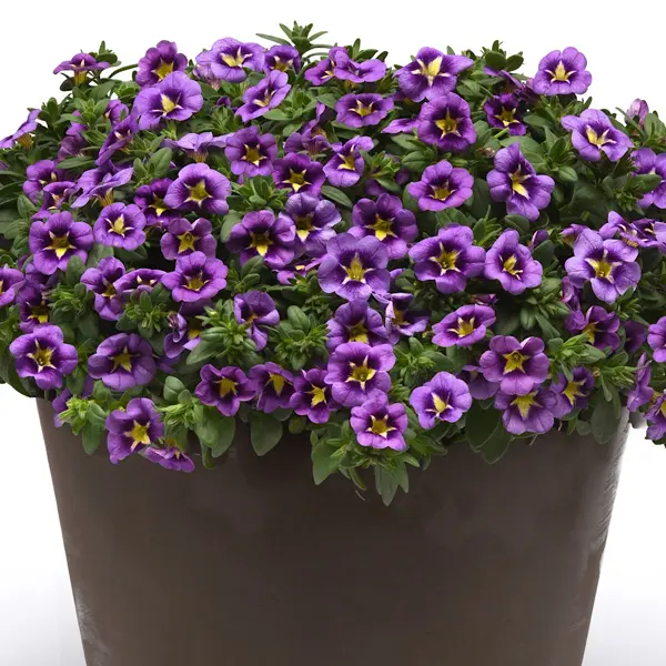 Calibrachoa Starjump Blue Calibrachoa Starjump Blue