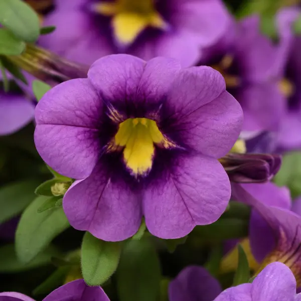 Calibrachoa Starjump Blue Calibrachoa Starjump Blue