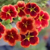 Calibrachoa Starjump Orange P68calsor - Garden Express Australia