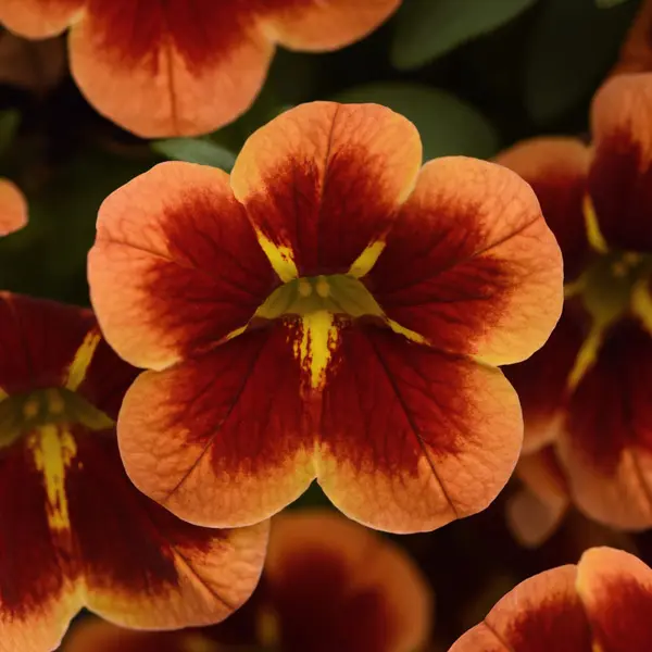 Calibrachoa Starjump Orange Calibrachoa Starjump Orange