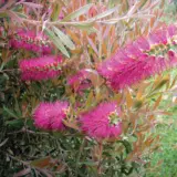 Callistemon Rosy Morn Lpocalrmo - Garden Express Australia