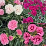 Carnation Dinamic Collection Colcardco - Garden Express Australia
