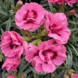 Carnation Dinamic Pink Eye P12cardpe - Garden Express Australia