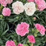 Carnation Dinamic Pink To White P12cardpw - Garden Express Australia