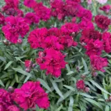 Carnation Dinamic Violet P12cardvi - Garden Express Australia