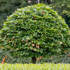 Carpinus Hornbeam Tsecarhbe - Garden Express Australia