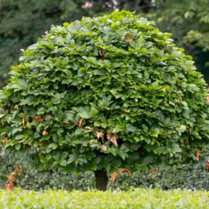 Finding The Best Ornamental Trees For Gardens In Australia Carpinus Hornbeam Tsecarhbe - Garden Express Australia