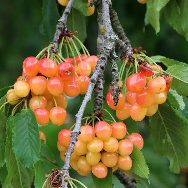 Cherry Napoleon Cherry Napoleon