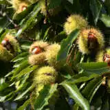 Chestnut Trechenut - Garden Express Australia