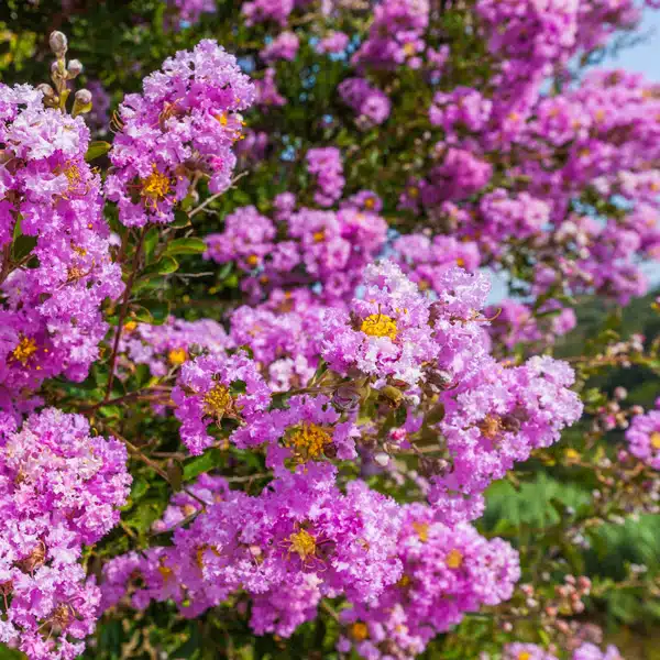 Crepe Myrtle Lipan
