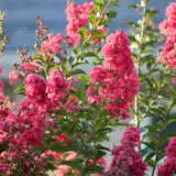 Crepe Myrtle Tonto Trecmyton - Garden Express Australia