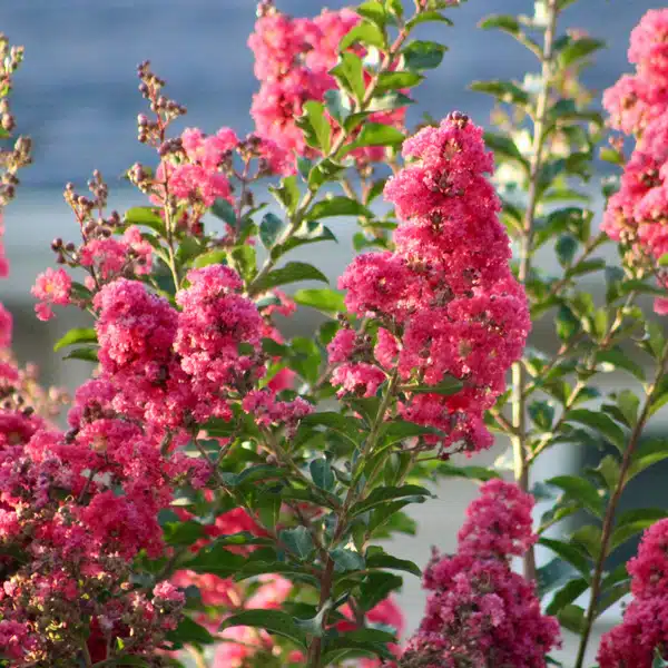 Crepe Myrtle Tonto Crepe Myrtle Tonto