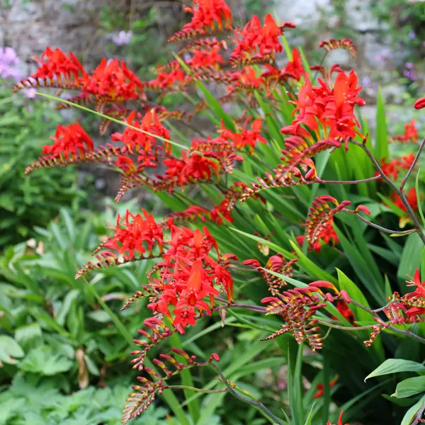 Crocosmia Lucifer Crocosmia Lucifer