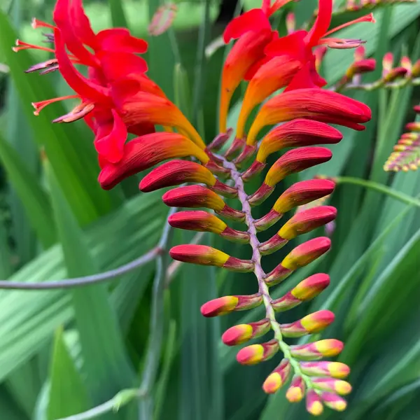 Crocosmia Lucifer Crocosmia Lucifer