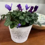 Cyclamen Dragon Blue Cyclamen Dragon Blue