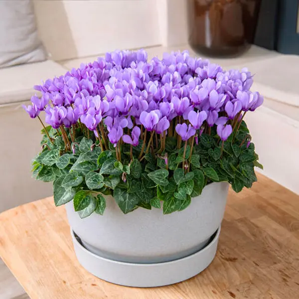 Cyclamen Dragon Blue